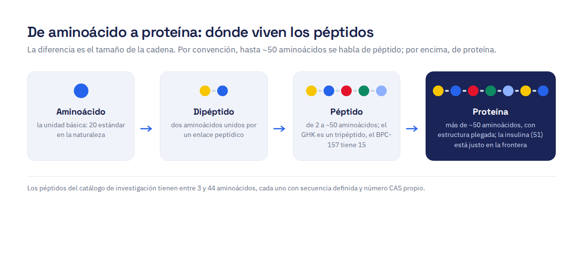 De aminoácido a proteína: el aminoácido es la unidad, el dipéptido une dos, el péptido va de 2 a ~50 aminoácidos y la proteína supera los ~50 con estructura plegada
