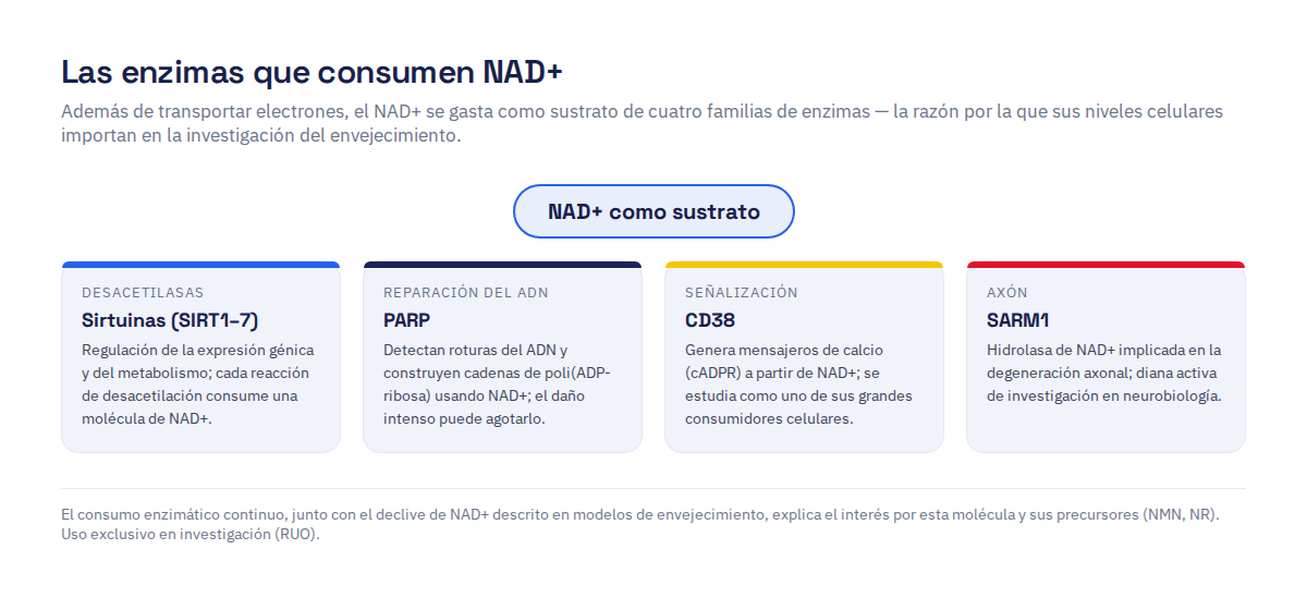 Las cuatro familias de enzimas que consumen NAD+ como sustrato: sirtuinas (desacetilasas), PARP (reparación del ADN), CD38 (señalización de calcio) y SARM1 (degeneración axonal)