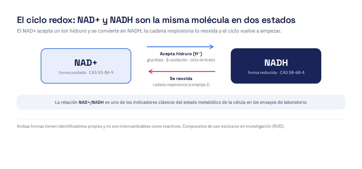 Ciclo redox del NAD+: la forma oxidada (CAS 53-84-9) acepta un ion hidruro en la glucólisis, la β-oxidación y el ciclo de Krebs para formar NADH (CAS 58-68-4), y la cadena respiratoria lo reoxida